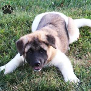 Carl, Akita Puppy